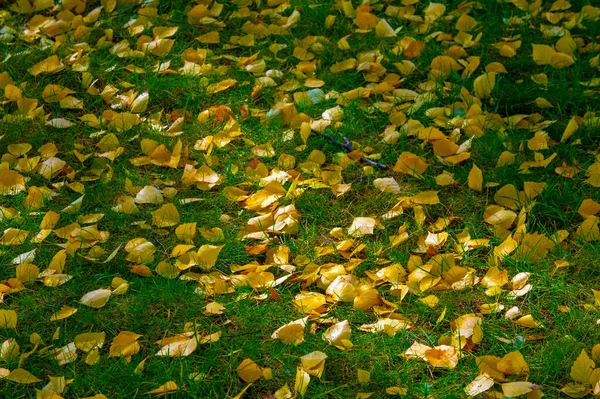 Outono Paisagem Esboço Outono Foto Amarelo Borgonha Folhas Vermelhas Petição — Fotografia de Stock