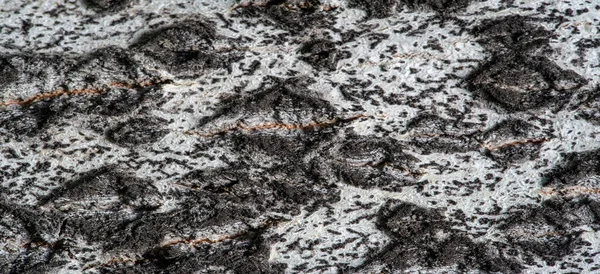 Aspen Ağacı Kabuğu Arkaplan Dokusu Deseni — Stok fotoğraf