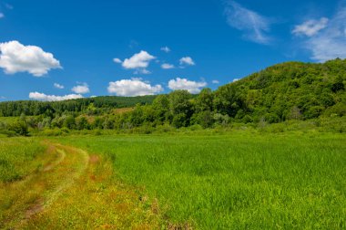 Yaz fotoğrafı. Sel ovaları ya da taşkın ovaları, nehir kıyısında mevsimsel sellere eğilimli bir çayır ya da çayır alanıdır..