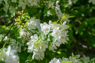 Elma çiçeği binlerce pembe ve beyaz çiçekle gerçekten sarhoş edici bir doğa görüntüsüdür. Her yıl yeniden ortaya çıkan doğanın bir gösterisi..