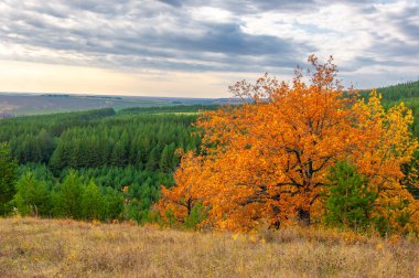 lAutumn is the perfect time to spend time outdoors and recharge. These trees are very old and have been on this path for years, such a beautiful sight and so much texture on the bark,