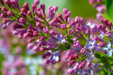 Leylaklar en erken çiçek açma dönemlerinden birine sahip oldukları için baharı ve yenilenmeyi sembolize ediyorlar. Çiçek özgüveni sembolize eder. Mezunlar için geleneksel olarak popüler bir hediye haline getirir..