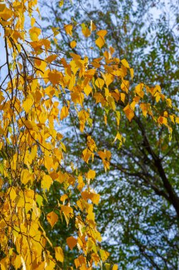 Huş ağacının renkli sonbahar yaprakları, yaprak döken, beyaz kabuklu ve kalp şeklinde yaprakları olan ağaç..