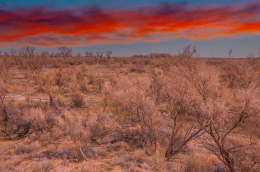 Steppe ilkbaharın başlarında bozkır Akdeniz 'in ekosistemi ile Sahra-Arap fizyocoğrafi bölgeleri arasında genellikle uzun ömürlü otlar ve küçük çalılar tarafından oluşturulan bir geçiş bölgesidir.
