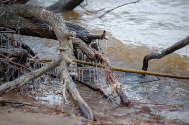 Sonbahar manzarası, sel ovasında yaprakları olmayan orman, nehre yakın bir alan, çoğunlukla nehir çökeltilerinden oluşmuş ve sele maruz kalmış..