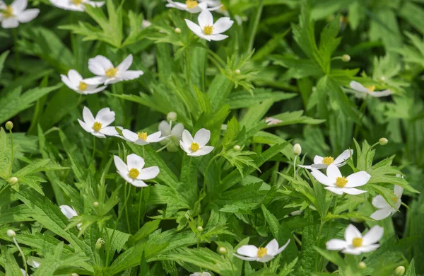 Anemonoides Nemorosa Woody Anemone Early Spring Flowering Plant Ranunculaceae Family — Stock Photo, Image