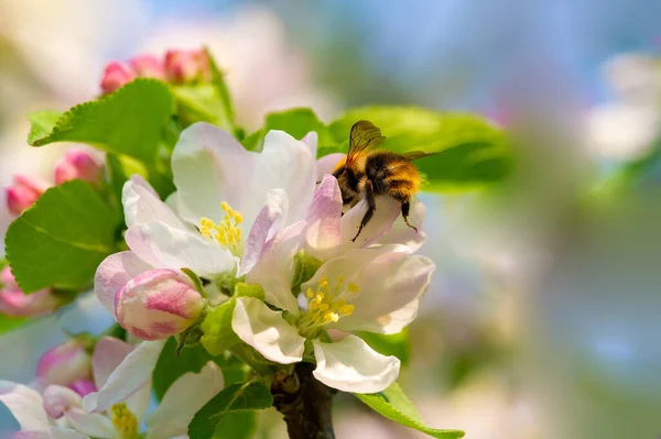 早春にリンゴの花 開花芽に繊細なピンク色 ピンク色の色合いの白い花の花弁 驚くほど美しい花 マクロ写真 — ストック写真