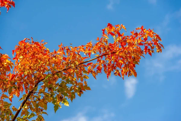 Autumn Photography Majestic Tree Sunbeams Valley Dramatic Colorful Autumn Scene — Stock Photo, Image