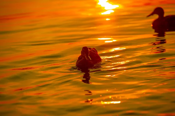 Wild Mallard Ducks Sunset Frisky Ducks Feed Water Lean Forward — Stockfoto