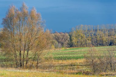 Fall. Made for a beautiful early morning when the sun shines right through the trees, how to make them glow. Incredible photography, vivid colors, high quality in everything!