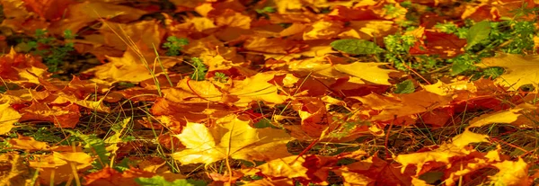 Όμορφα Φύλλα Σφενδάμου Φθινόπωρο Ηλιόλουστη Μέρα Πρώτο Πλάνο Και Θολή — Φωτογραφία Αρχείου