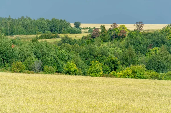 Letní Fotka Pšenice Obilná Rostlina Která Nejdůležitější Druh Pěstované Mírných — Stock fotografie