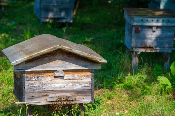 Apiary Beekeeping Location Hives Place Bees Kept Collection Beehives — Stock Photo, Image