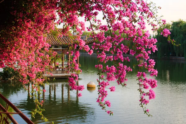 The flowers in Chinese park. — Stock Image The flowers in Chinese park. Stock Picture