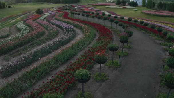Τοπίο σε ένα όμορφο ανθισμένο πάρκο λουλουδιών, καλοκαιρινή μέρα, εναέρια θέα από ένα drone — Αρχείο Βίντεο