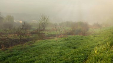 Yeşil çimlerin, patikaların ve ağaçların olduğu bir tarlada gün batımı ya da gün doğumu. Yaz başında ya da ilkbaharda. Hafif sisli yağmur üstüne manzara.