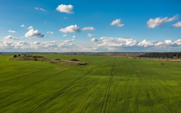 Aerial View Green Field Young Corn Clear Weather Rare Clouds — Stockfoto