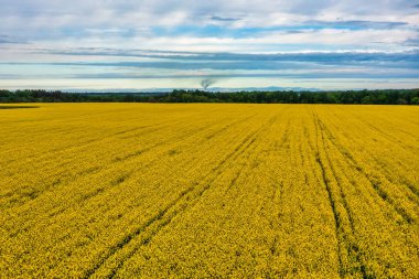Aerial view of colorful rapeseed field in spring with blue sky. Concept nature, fresh air, harvest