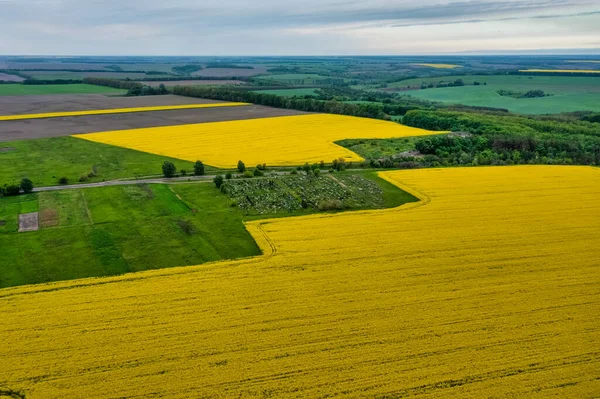 Aerial view of colorful rapeseed field in spring with blue sky. Concept nature, fresh air, harvest