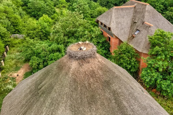 Pandangan Udara Dari Empat Bangau Putih Muda Sarang Atap Rumah — Stok Foto