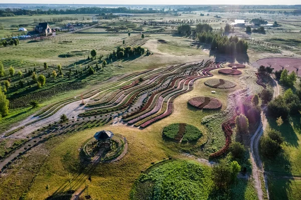 Flygfoto Flerfärgade Tulpaner Parken Planterade Form Cirklar Labyrint Och Andra — Stockfoto
