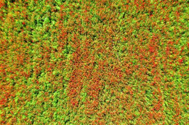 Kırmızı haşhaş tarlasının havadan görünüşü