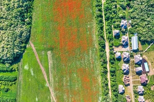 Pemandangan Udara Dari Daerah Bunga Poppy Merah — Stok Foto