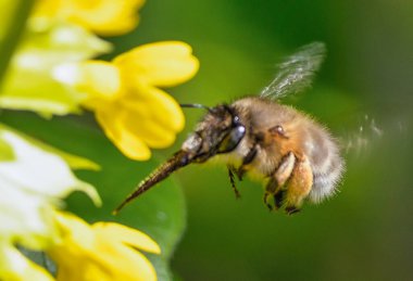 Bir arı çiçeğe doğru uçar, yakın plan, makro fotoğraf.