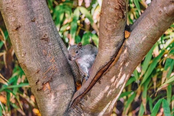 Close American Red Squirrel Sits Tree Trunk Forest Warm Spring — Stock Photo, Image