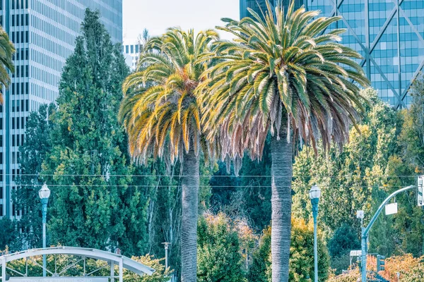 Blick Auf Palmen San Francisco Kalifornien Konzeptreisen Tourismus — Stockfoto