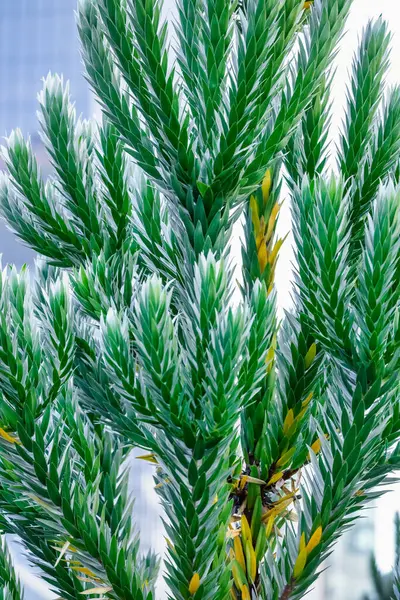 Срібне Дерево Leucadendron Argenteum Південної Африки Рідкісне Дуже Гарне Дерево — стокове фото