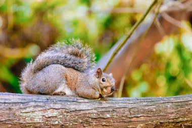 Close-up of an American red squirrel that sits on a tree trunk in the forest on a warm spring day, in May selective focus with blurred background