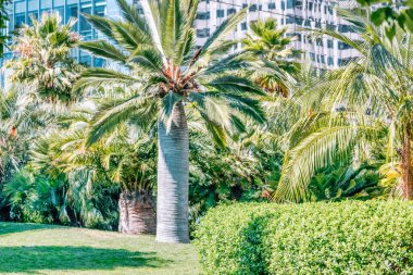 San Francisco, Kaliforniya 'daki Salesforce Park' taki palmiye ağaçlarının güzel manzarası. Fotoğraflar pastel renklerde işlendi