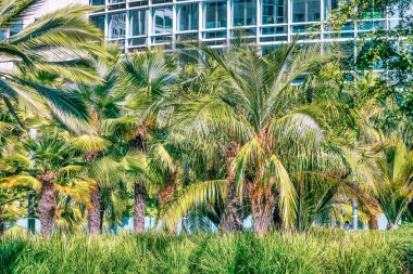 San Francisco, Kaliforniya 'daki Salesforce Park' taki palmiye ağaçlarının güzel manzarası. Fotoğraflar pastel renklerde işlendi