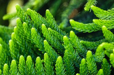 Soyut Norfolk Adası çam arka planı, kapalı seçici yumuşak odak