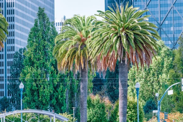 View Palm Trees San Francisco California Concept Travel Tourism — Stock Photo, Image