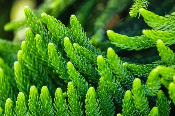 Soyut Norfolk Adası çam arka planı, kapalı seçici yumuşak odak