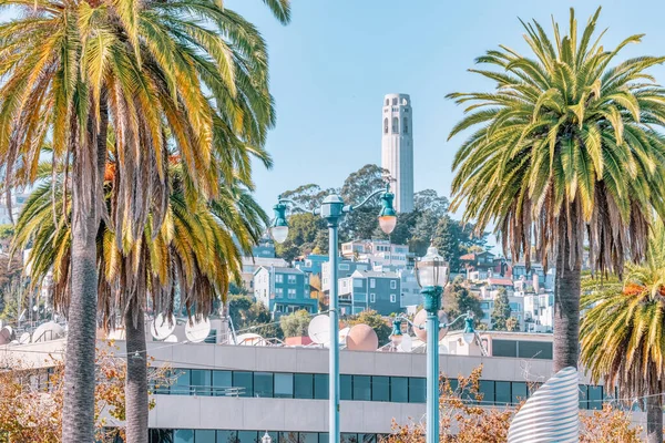 San Francisco California Usa October 2021 Coit Tower Framed Palm — Stock Photo, Image