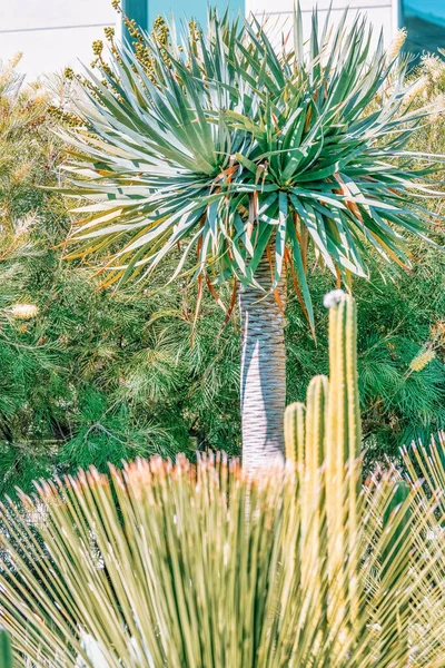 Large Green Cactus Close Concept Nature Plants — Stock Photo, Image