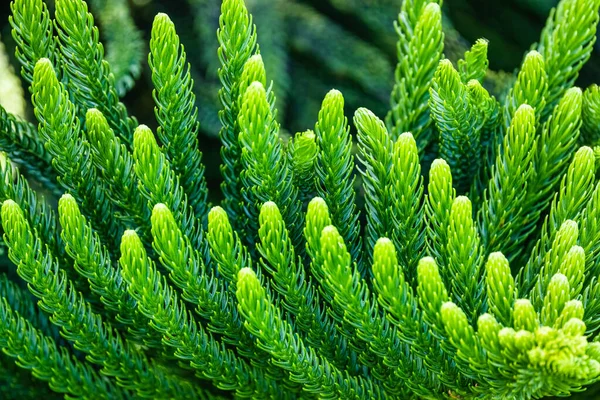 Аннотация Norfolk Island Pine Background Close Selective Soft Focus — стоковое фото