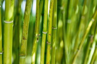 bambu filizinin yeşil doğal Asya arka planı, bambu bahçesinde.