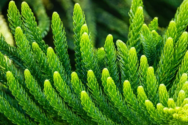 Аннотация Norfolk Island Pine Background Close Selective Soft Focus — стоковое фото