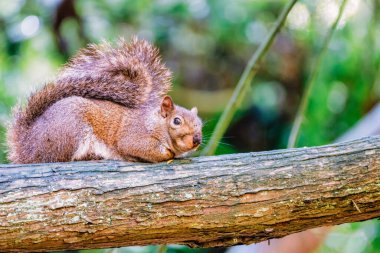 Sıcak bir bahar gününde, ormanda bir ağaç gövdesinde oturan bir Amerikan kırmızı sincabının yakın plan çekimi, bulanık arka plan ile seçici bir odak.