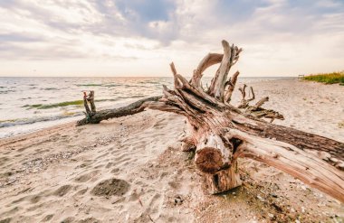 Kinburg Spit yarımadasında sahilde uzanan büyük bir pürüz var. Yazın arka planda, Moraine 'in üzerinde parlak bir güneş batıyor.