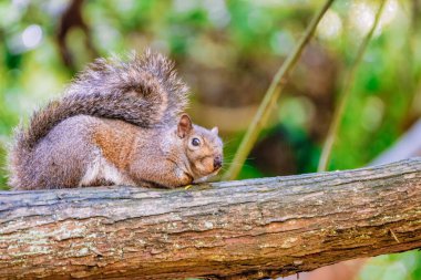 Sıcak bir bahar gününde, ormanda bir ağaç gövdesinde oturan bir Amerikan kırmızı sincabının yakın plan çekimi, bulanık arka plan ile seçici bir odak.