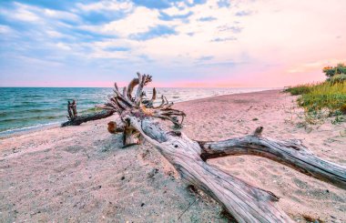 Kinburg Spit yarımadasında sahilde uzanan büyük bir pürüz var. Yazın arka planda, Moraine 'in üzerinde parlak bir güneş batıyor.