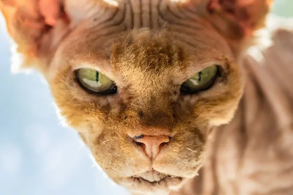 Hermoso Gato Esfinge Canadiense Con Increíbles Ojos Verdes Mira Directamente — Foto de Stock