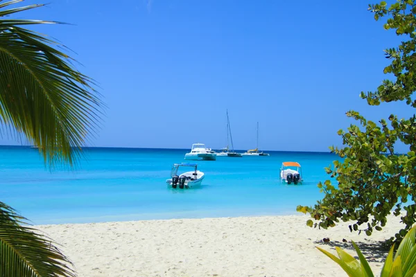 Caribbean beach (saona island, Dominikanska Republiken) — Stockfoto