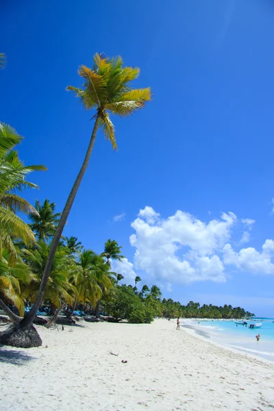 カリブ海岸 （saona 島、ドミニカ共和国) — ストック写真