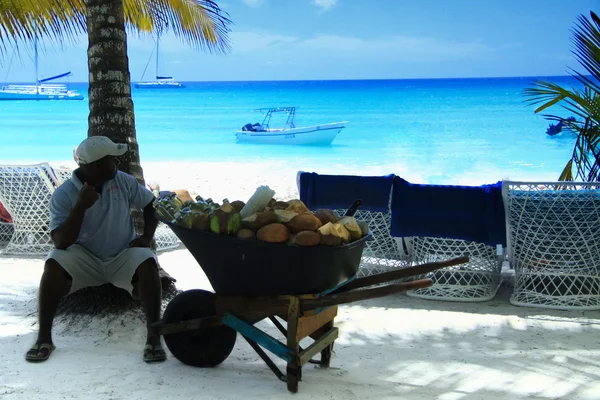 Ostrov Saona, kokos — Stock fotografie